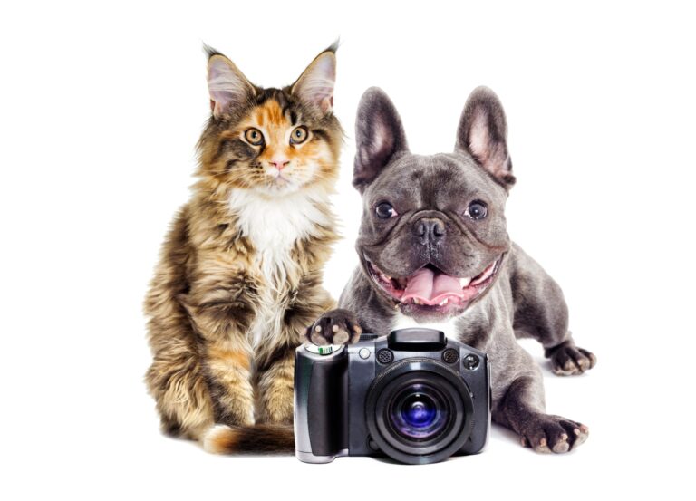 Do French Bulldogs Get Along with Cats? Exploring Their Compatibility