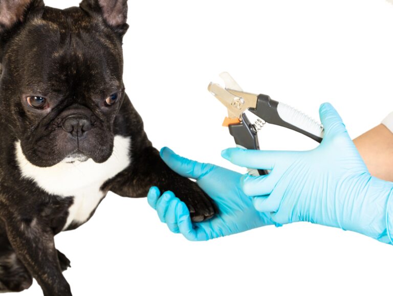 How to Cut French Bulldog Nails: A Step-by-Step Guide