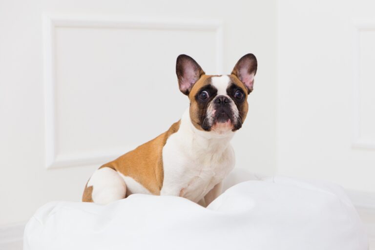 Does French Bulldog Bite? Everything You Need to Know