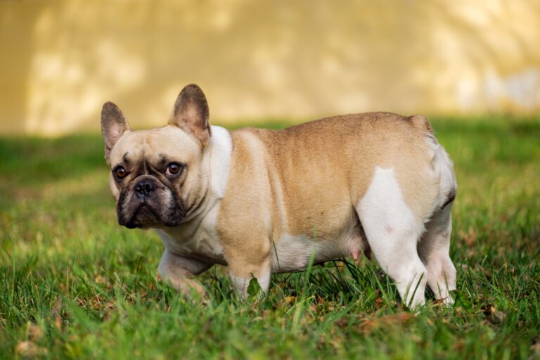 Can French Bulldogs Be Service Dogs? Exploring Their Potential as Service Animals