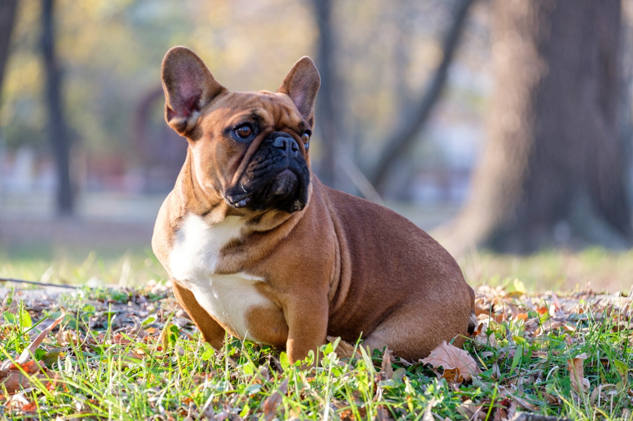 Why Do French Bulldogs Eat Poop Understanding This Common Behavior why-do-french-bulldogs-eat-poop-understanding-this-common-behavior