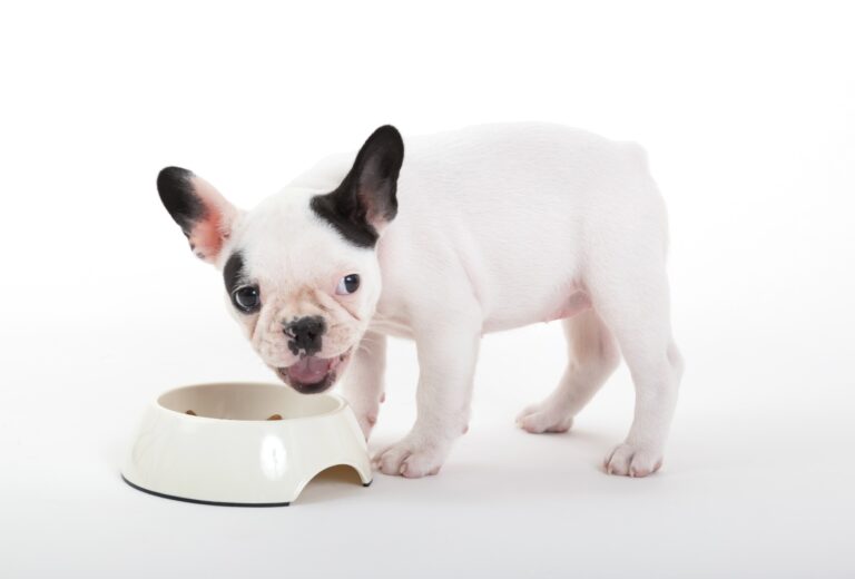 Can French Bulldogs Eat Watermelon? A Vet’s Perspective