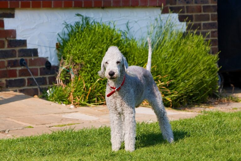 Do Bedlington Terriers Like Cats? Understanding Their Relationship