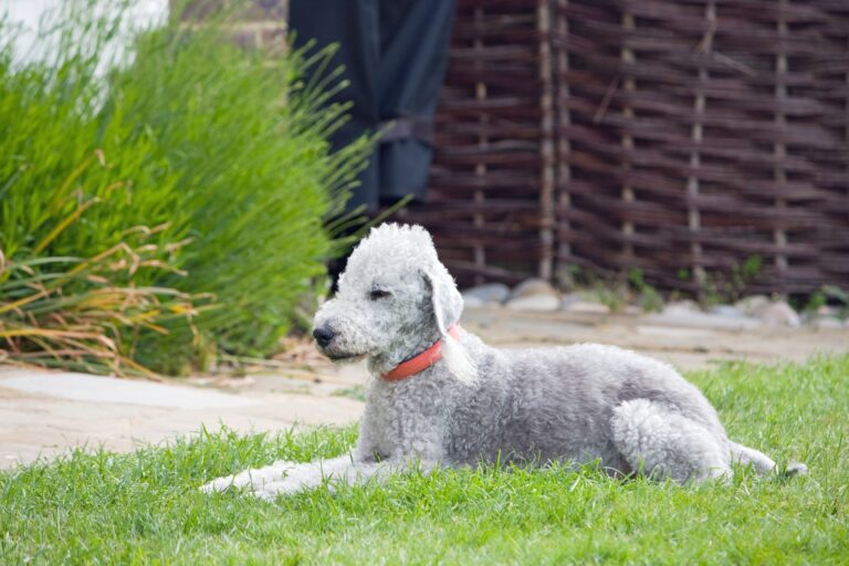 Bedlington Terrier vs. Whippet: A Comparison of Two Popular Dog Breeds